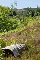 Arran inland