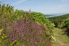 Arran inland