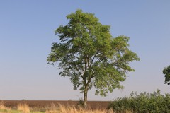 The dappled shade beneath the tree is ideal for ground cover plants and also it used to be common for hazel to grow beneath the ash