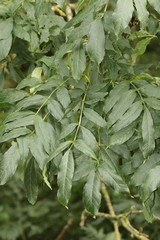 Close up of compund pinnate ash leaves. Individual leaves do not have a stem