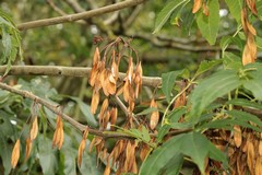 Seeds (helicopters) ready to fall in late September