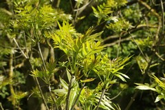 New ash leaves in May