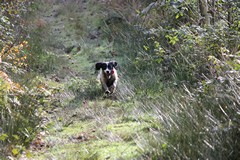 A damp woodland path