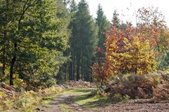 Curving grassy path