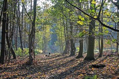 Sunshine through the trees