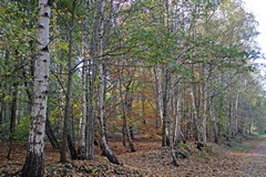 Silver birches