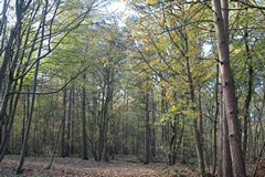 Leaf litter