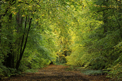 Lime Avenue in early Autumn