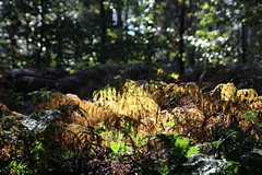 Sunlight catches ferns