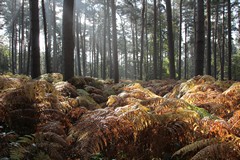 Ferns and firs