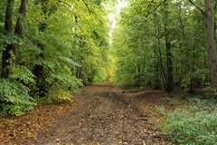 Lime avenue