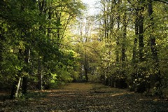 A carpet of leaves