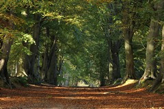 Beech Avenue 27th October