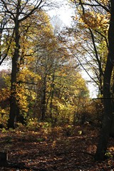 Golden leaves