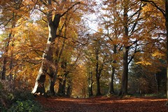 Beech Avenue 11th November