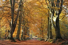 Beech Avenue 11th November