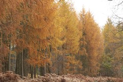 Larch row