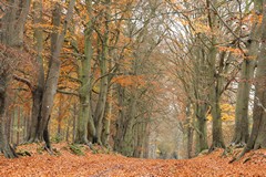 Beech Avenue 11th November