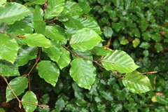 Beech leaves can be used in salad