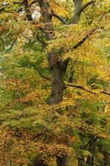 Early Autumn Foliage