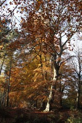 Late Autumn