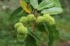 Sweet chestnut