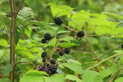 Blackberries