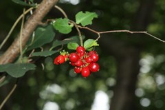 Honeysuckle fruits