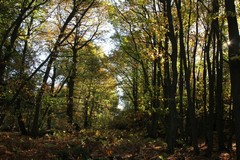 Sunlight through the trees