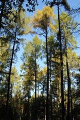 Tall trees