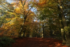 Perfect sunny and still Autumn morning