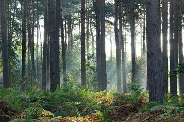 Ferns in the wood