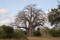 A really nice specimen in Selous. The bark is relatively smooth as it has not been attacked by elephants too often