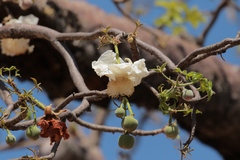 Here you can see the green flower buds, a white flower and a brownish dead flower which smells bad