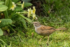 Hedge sparrow