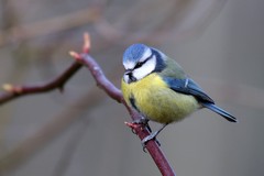 Blue tit