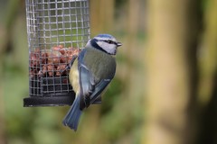 Blue tit