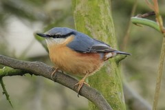 Nuthatch