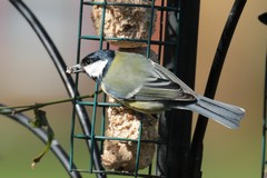 Great tit