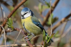 Blue tit