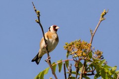 Goldfinch