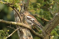 Chaffinch