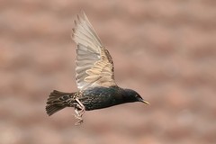 Starling