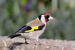 Goldfinch