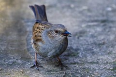 Hedge sparrow