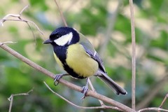 Great tit