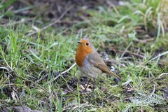 Robin