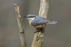 
    Nuthatch