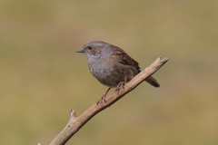 Hedge sparrow