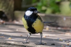 Great tit